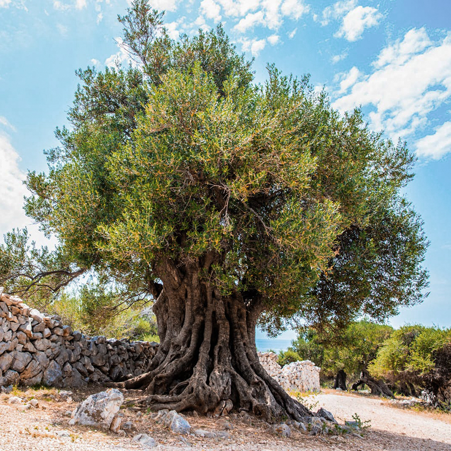 Aktivitäten - maslina 1